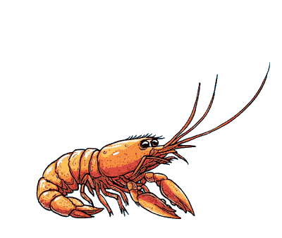 Prawn